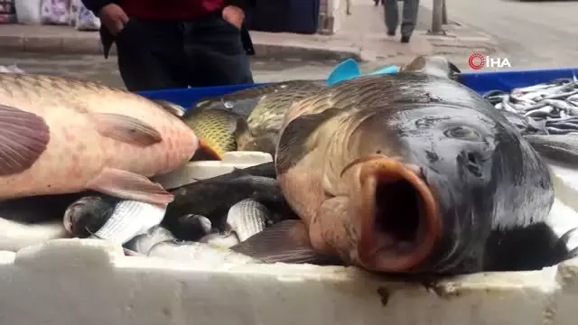 Hamzadere'den gelen sazanlar ilgi odağı oldu Hamzadere'den gelen sazanlar ilgi odağı oldu