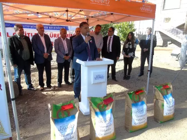 İslahiye'de 160 çiftçiye tohum dağıtıldı İslahiye'de 160 çiftçiye tohum dağıtıldı