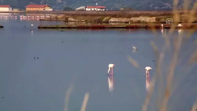 Koruma altına alınan sulak alan misafirlerini ağırlıyor