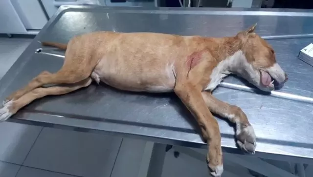 Tartıştığı gençlerin köpeğini bıçaklayarak öldürdü