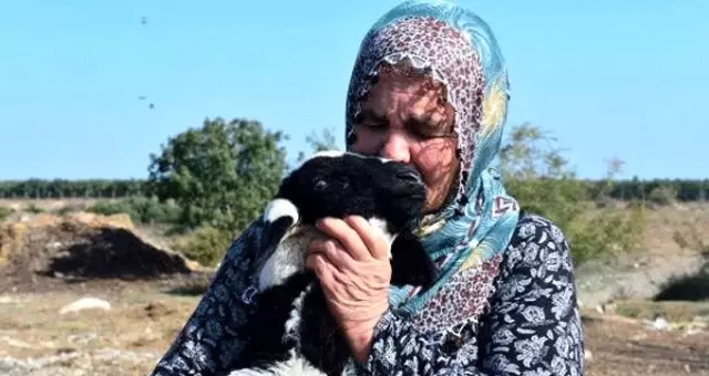 Adana'da 40 koyunu çalınan Ayşe Teyze, hırsızlara yalvardı: Ne olur koyunlarımızı geri getirin