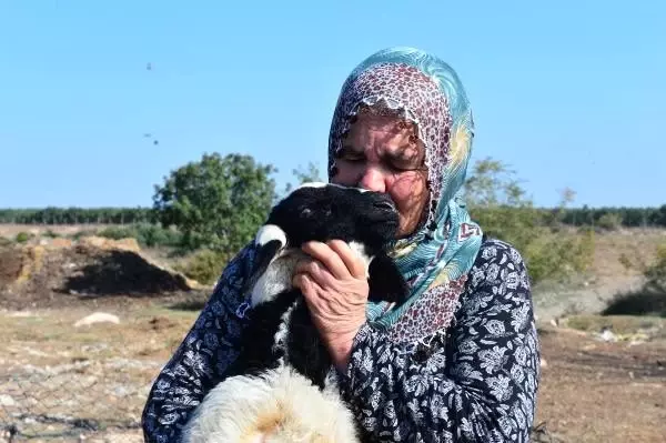 Adana'da 40 koyunu çalınan Ayşe Teyze, hırsızlara yalvardı: Ne olur koyunlarımızı geri getirin