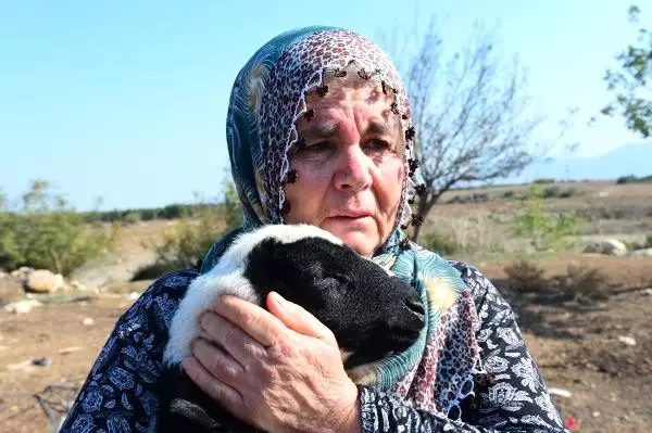 Adana'da 40 koyunu çalınan Ayşe Teyze, hırsızlara yalvardı: Ne olur koyunlarımızı geri getirin