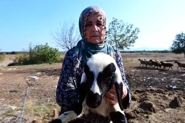 Adana'da 40 koyunu çalınan Ayşe Teyze, hırsızlara yalvardı: Ne olur koyunlarımızı geri getirin