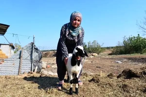 Adana'da 40 koyunu çalınan Ayşe Teyze, hırsızlara yalvardı: Ne olur koyunlarımızı geri getirin