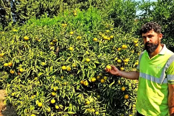 80 dönümlük arazide organik üretim yapıyor 80 dönümlük arazide organik üretim yapıyor