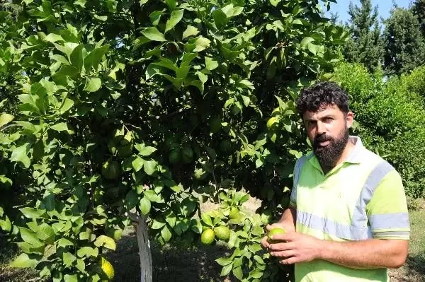 80 dönümlük arazide organik üretim yapıyor 80 dönümlük arazide organik üretim yapıyor