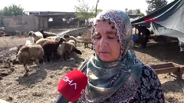 Adana 40 koyunu çalınan kadın gözyaşlarına boğuldu Adana 40 koyunu çalınan kadın gözyaşlarına boğuldu