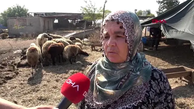 Adana 40 koyunu çalınan kadın gözyaşlarına boğuldu Adana 40 koyunu çalınan kadın gözyaşlarına boğuldu