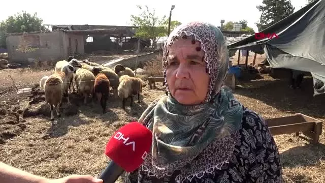Adana 40 koyunu çalınan kadın gözyaşlarına boğuldu Adana 40 koyunu çalınan kadın gözyaşlarına boğuldu