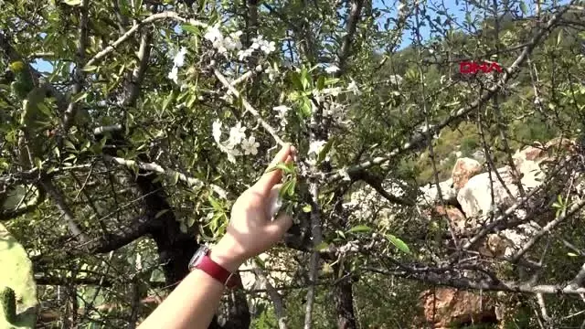 Antalya'da ağaçlar çiçek açtı Antalya'da ağaçlar çiçek açtı