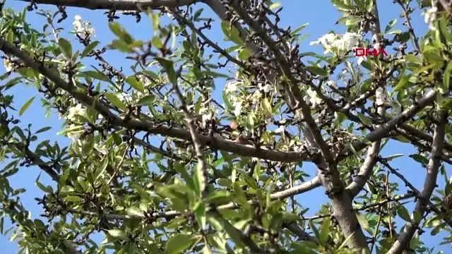 Antalya'da ağaçlar çiçek açtı Antalya'da ağaçlar çiçek açtı