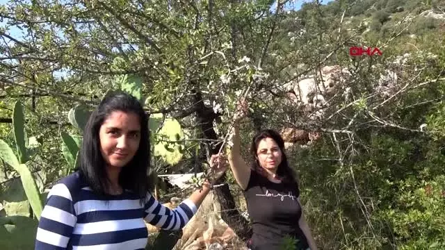 Antalya'da ağaçlar çiçek açtı Antalya'da ağaçlar çiçek açtı