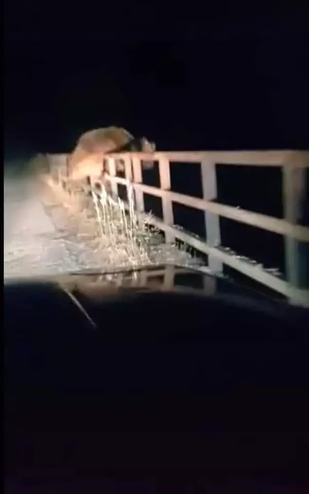 Ayıdan Ayıdan