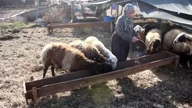 Besici çift koyunları çalındığı iddiasıyla polise başvurdu