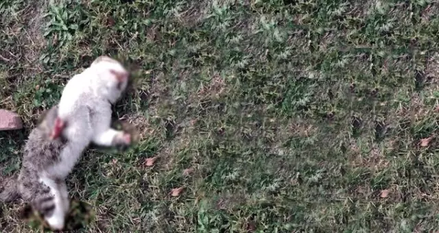 Bolu'yu ayağa kaldıran kedi ölümlerini cinayet büro çözdü Bolu'yu ayağa kaldıran kedi ölümlerini cinayet büro çözdü