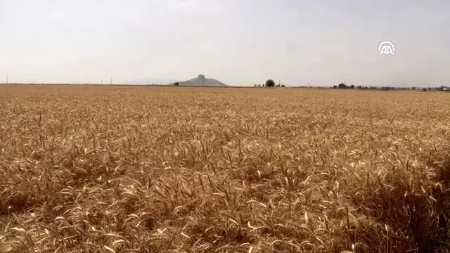 Buğdayda 21,5 milyon ton üretim hedefleniyor