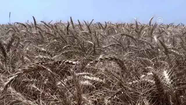 Buğdayda 21,5 milyon ton üretim hedefleniyor Buğdayda 21,5 milyon ton üretim hedefleniyor