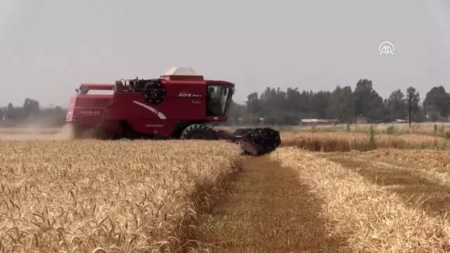 Buğdayda 21,5 milyon ton üretim hedefleniyor Buğdayda 21,5 milyon ton üretim hedefleniyor