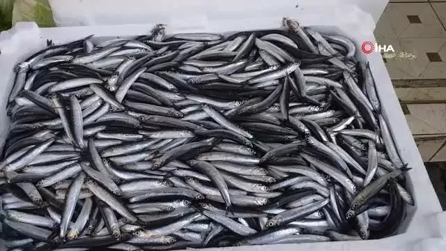 Hamsi bol olunca fiyatı düştü, vatandaşın yüzü güldü Hamsi bol olunca fiyatı düştü, vatandaşın yüzü güldü