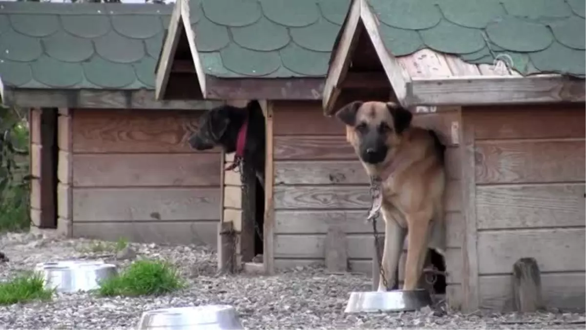 Hayvanları koruma kurulu toplantısı düzenlendi