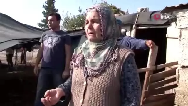 Koyunları çalınan Ayşe teyze, 'Koyunlarımı geri getirsinler diye gözyaşı döktü