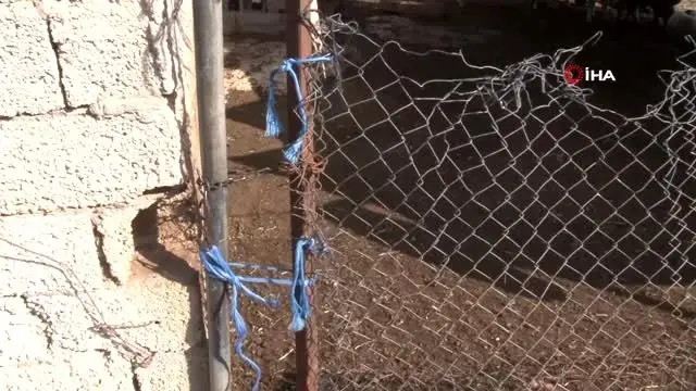 Koyunları çalınan Ayşe teyze: 'Yüreğim yanıyor, hırsızlar koyunlarımı getirsin' Koyunları çalınan Ayşe teyze: 'Yüreğim yanıyor, hırsızlar koyunlarımı getirsin'
