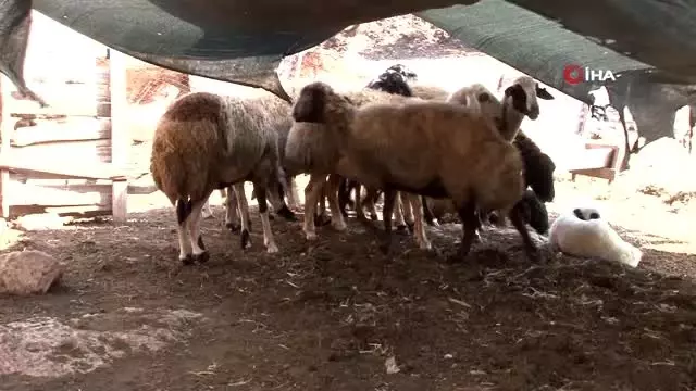 Koyunları çalınan Ayşe teyze: 'Yüreğim yanıyor, hırsızlar koyunlarımı getirsin' Koyunları çalınan Ayşe teyze: 'Yüreğim yanıyor, hırsızlar koyunlarımı getirsin'