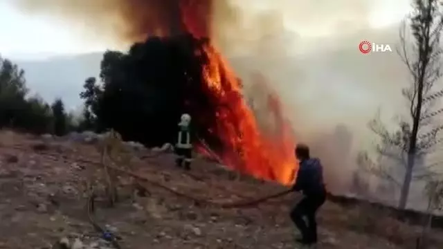 Seydikemer'de anız yangını ormana sıçradı Seydikemer'de anız yangını ormana sıçradı