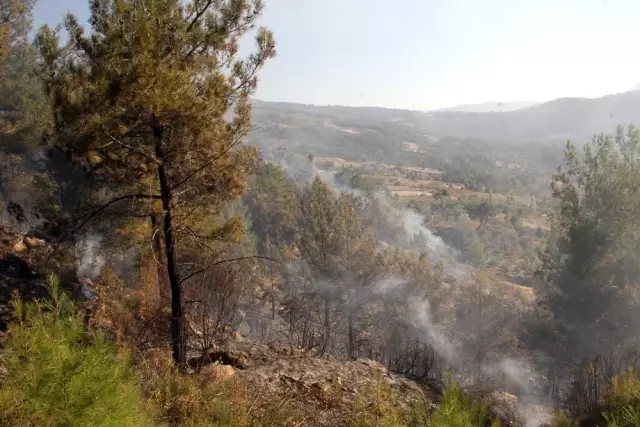 Seydikemer'de anız yangını ormana sıçradı Seydikemer'de anız yangını ormana sıçradı