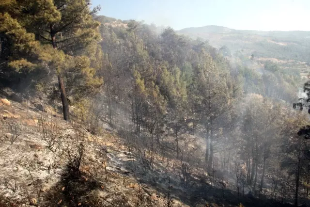 Seydikemer'de anız yangını ormana sıçradı Seydikemer'de anız yangını ormana sıçradı