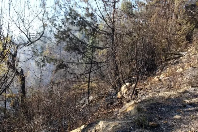 Seydikemer'de anız yangını ormana sıçradı Seydikemer'de anız yangını ormana sıçradı