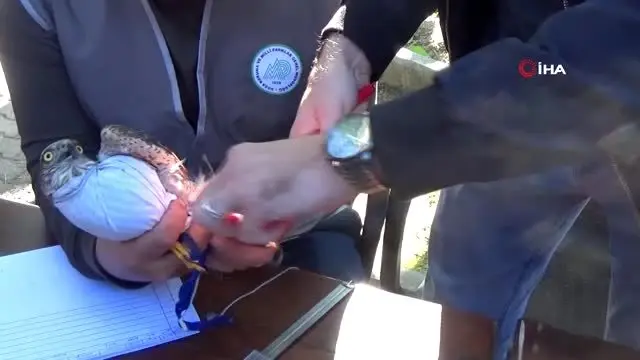 Sezon sona erdi, atmacalar tulum eşliğinde özgürlüğe kanat çırptı Sezon sona erdi, atmacalar tulum eşliğinde özgürlüğe kanat çırptı