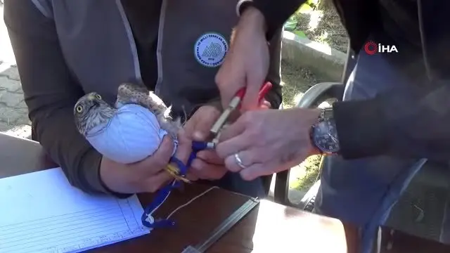 Sezon sona erdi, atmacalar tulum eşliğinde özgürlüğe kanat çırptı Sezon sona erdi, atmacalar tulum eşliğinde özgürlüğe kanat çırptı