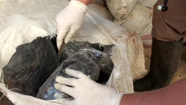 Terörün finans kaynağına büyük darbe, kullanıma hazır 489 kilogram esrar ele geçirildi Terörün finans kaynağına büyük darbe, kullanıma hazır 489 kilogram esrar ele geçirildi