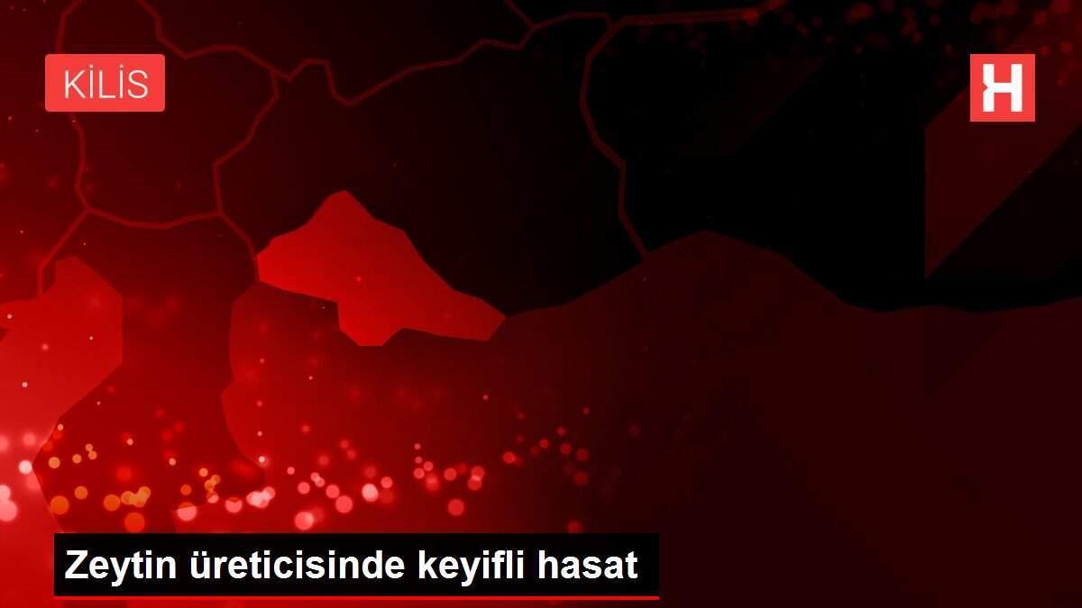 Zeytin üreticisinde keyifli hasat