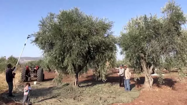 Zeytin üreticisinde keyifli hasat Zeytin üreticisinde keyifli hasat