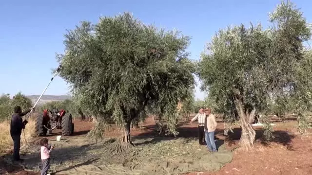 Zeytin üreticisinde keyifli hasat Zeytin üreticisinde keyifli hasat