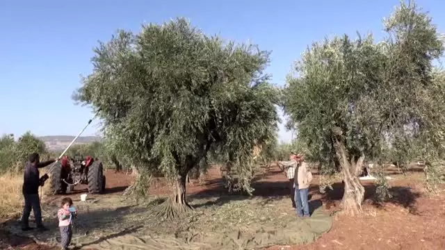 Zeytin üreticisinde keyifli hasat Zeytin üreticisinde keyifli hasat