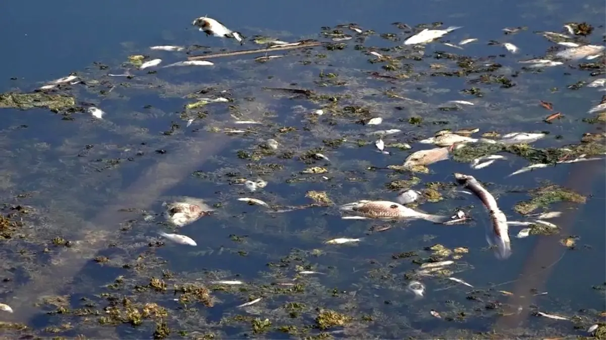 Antalya'da yüzlerce balık telef oldu