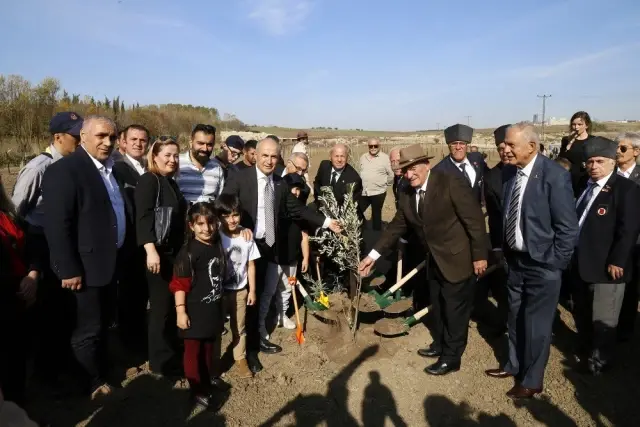 Atatürk için '1001' adet zeytin fidanı dikildi Atatürk için '1001' adet zeytin fidanı dikildi