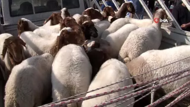 Bakan Pakdemirli devreye girdi, koyunları çalınan Ayşe teyzenin gözyaşları dindi