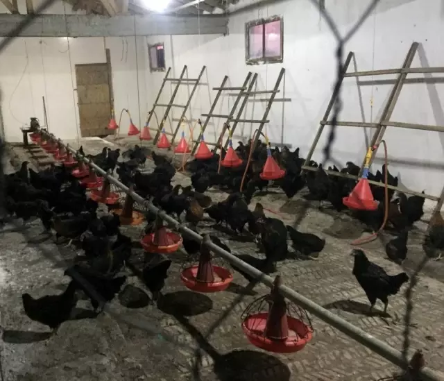 Büyükşehir'den çiftçilere yüzde 50 hibeli gezen tavuk desteği Büyükşehir'den çiftçilere yüzde 50 hibeli gezen tavuk desteği