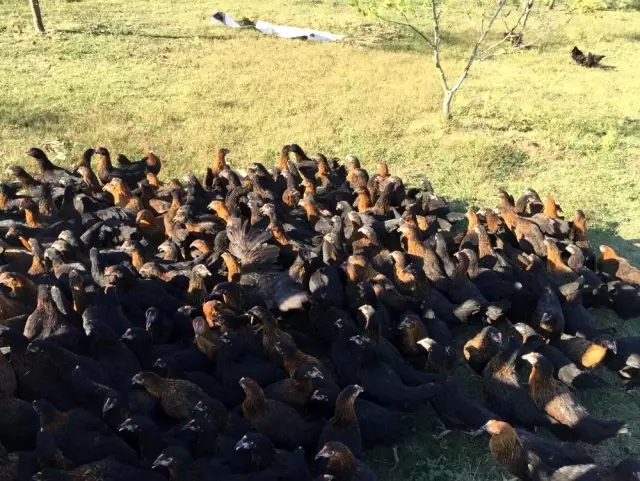 Büyükşehir'den çiftçilere yüzde 50 hibeli gezen tavuk desteği Büyükşehir'den çiftçilere yüzde 50 hibeli gezen tavuk desteği