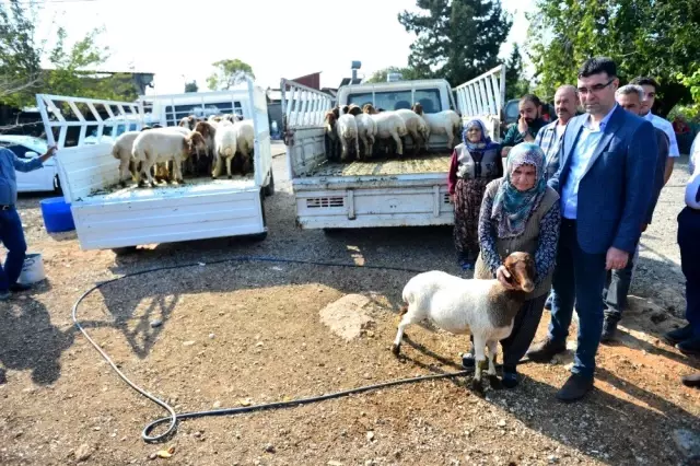 Koyunları çalınan Ayşe teyzenin gözyaşları dindi