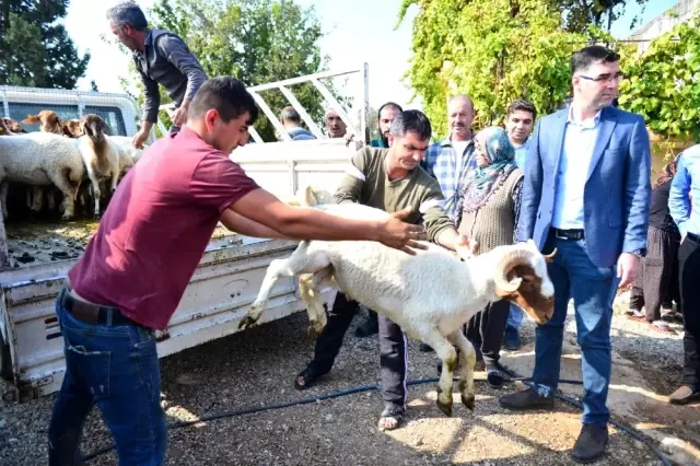 Koyunları çalınan Ayşe teyzenin gözyaşları dindi