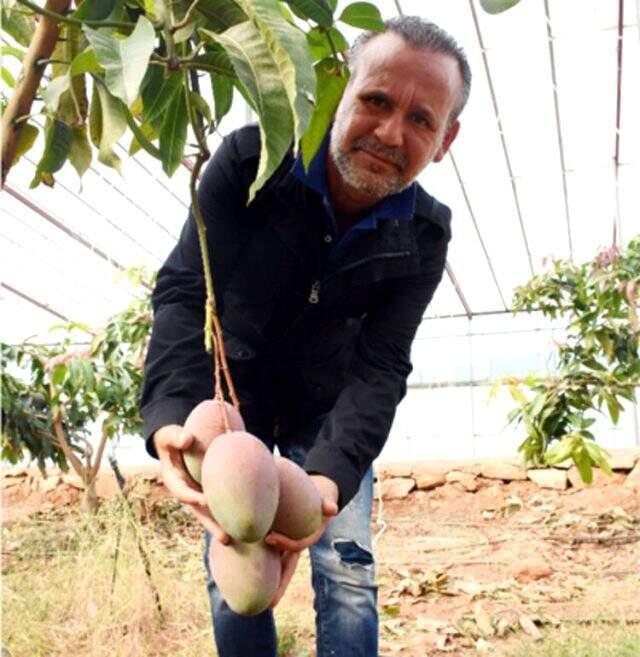 Tanesi 50 liraya satılan mango üreticinin yeni gözdesi oldu