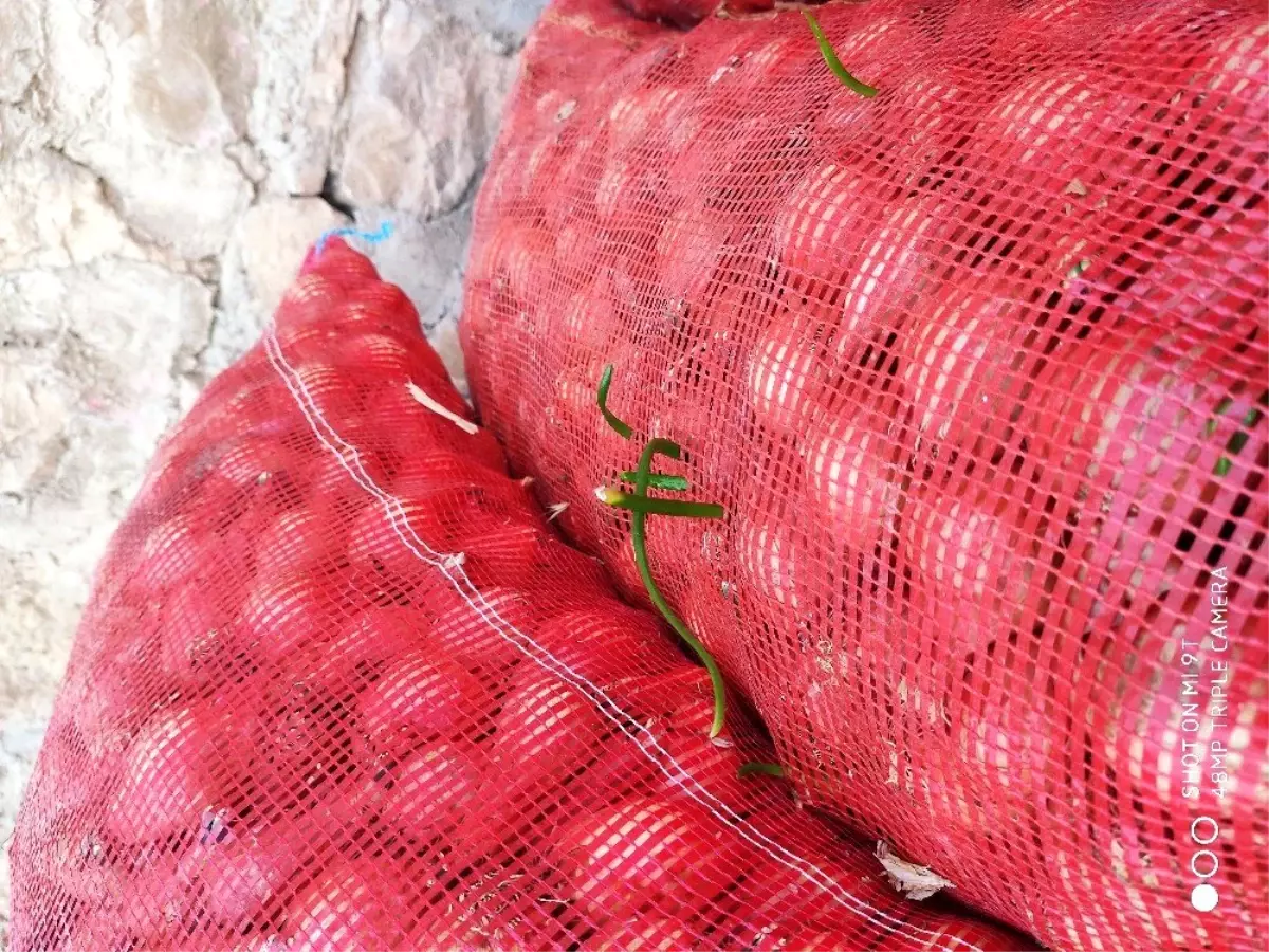 Ucuz diye satmadıkları soğanlar filizlendi