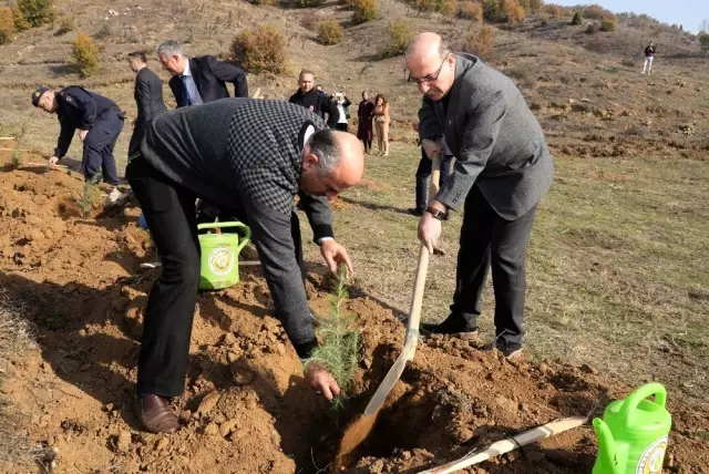Bozüyük'te sedir fidanları toprakla buluştu