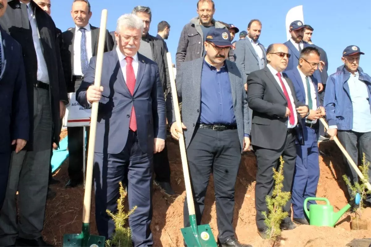 Çankırı'da 26 noktada fidan dikimi